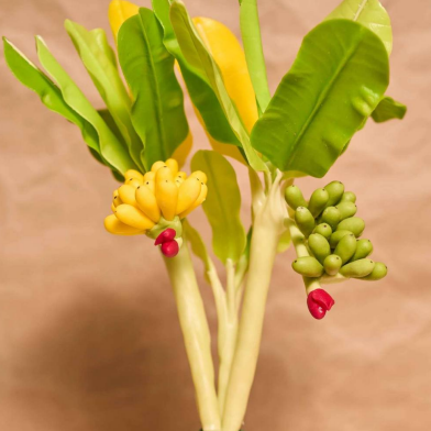 Decor Banana Tree on Popular Demand